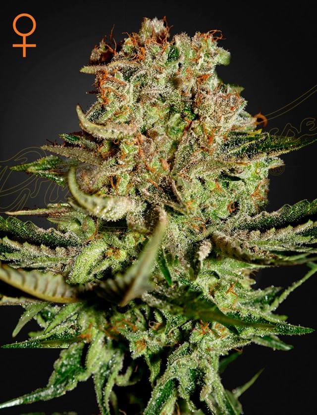 Super Bud by Green House Seeds – Appetite Stimulant – 12/12 Photoperiod – Indica-heavy – image 1 – Seed City