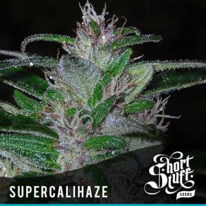 Super Cali-Haze
