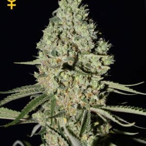 Super Critical cannabis seeds – The End of September – Feminized – Indoor-friendly – image 1 from Seed City