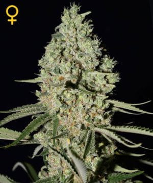 Super Critical