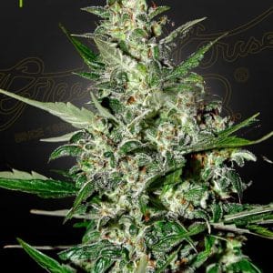 Super Critical Auto-flowering cannabis – image 1 – Seed City