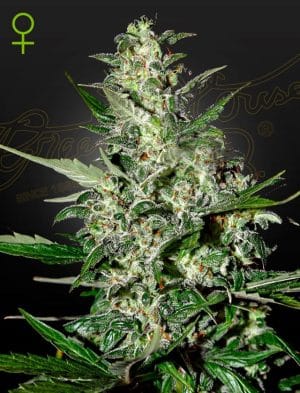 Super Critical Auto-flowering