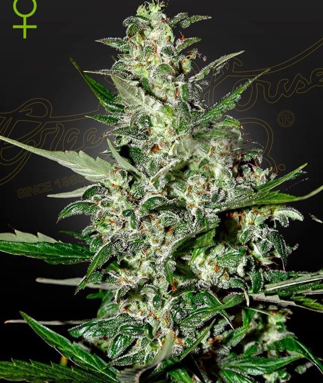Super Critical Auto-flowering cannabis – image 1 – Seed City