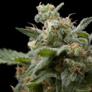 Image 1 of Super Hash cannabis by Pyramid Seeds – Large yield – Relaxing – Outdoor – Seed City