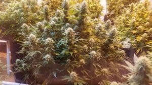 Super Kush