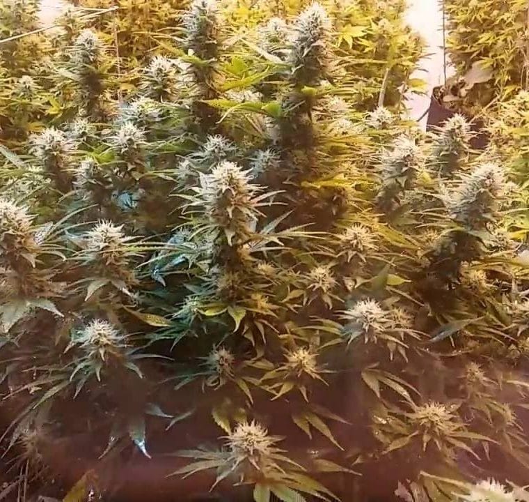 Super Kush cannabis seeds – 12/12 Photoperiod – Outdoor – Super Strength – image 1 from Seed City