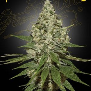Super Lemon Haze by Green House Seeds – Feminized – 12/12 Photoperiod – Middle of October – image 1 – Seed City