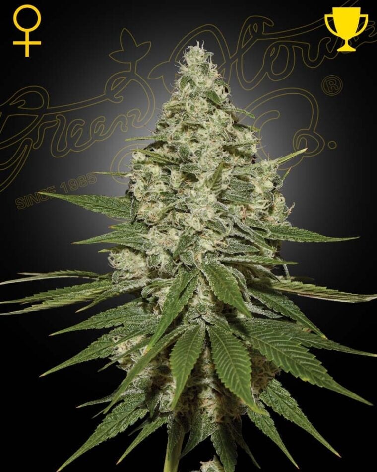 Super Lemon Haze by Green House Seeds – Feminized – 12/12 Photoperiod – Middle of October – image 1 – Seed City