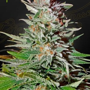 Super Lemon Haze Auto from Green House Seeds
