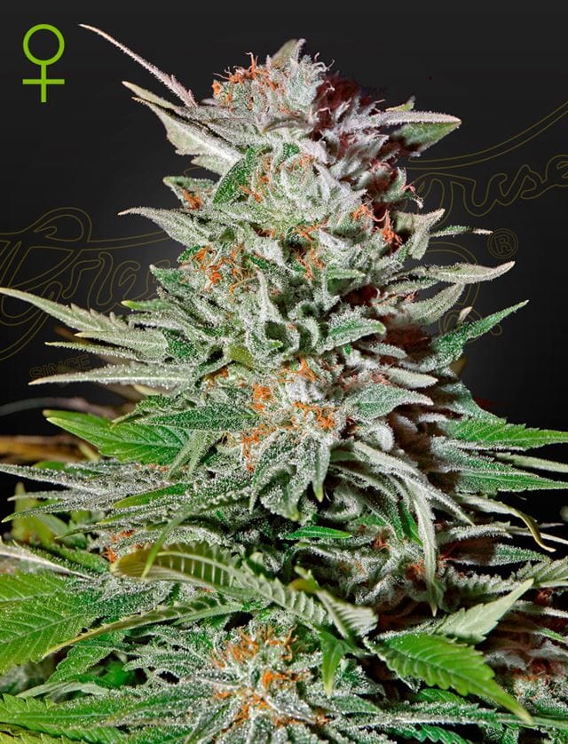 Super Lemon Haze Auto from Green House Seeds