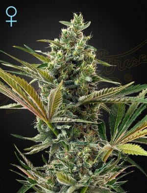 Super Lemon Haze Autoflowering CBD