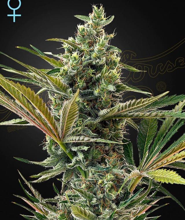 Super Lemon Haze Autoflowering CBD by Green House Seeds – Female seeds – Cerebral – High CBD – image 1 – Seed City