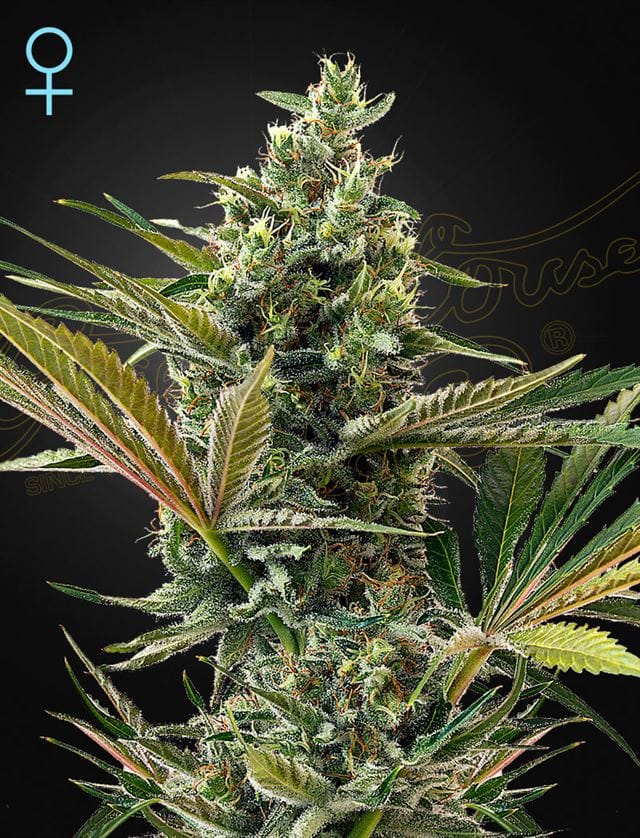 Super Lemon Haze Autoçiçek açan CBD kenevir tohumları