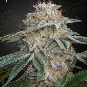 Super Lemon Haze X GMO from Green House Seeds