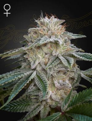 Super Lemon Haze X GMO