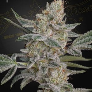 Super Lemon Haze X RS11 cannabis seeds – Super Strength – Female seeds – Beginning of October – image 1 from Seed City