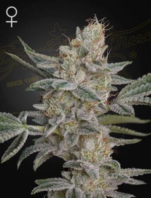 Super Lemon Haze X RS11