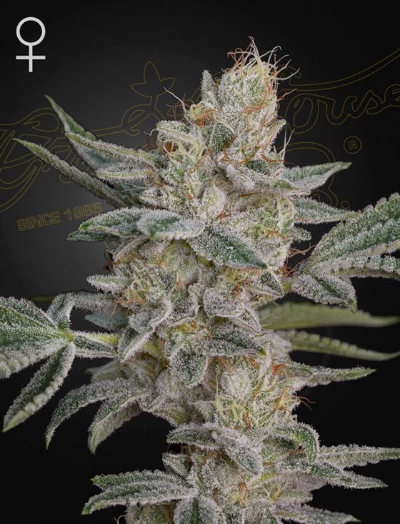 Super Lemon Haze X RS11 cannabis seeds – Super Strength – Female seeds – Beginning of October – image 1 from Seed City