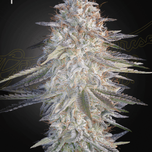 Super Lemon Haze x Pink Candy cannabis – image 1 – Seed City