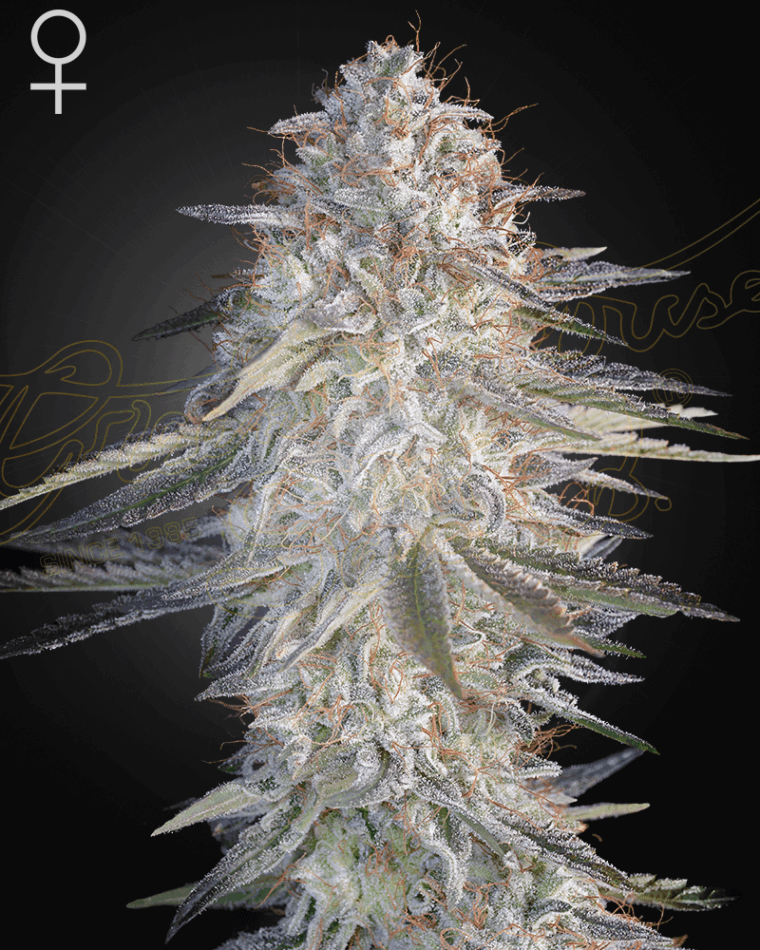 Super Lemon Haze x Pink Candy cannabis – image 1 – Seed City