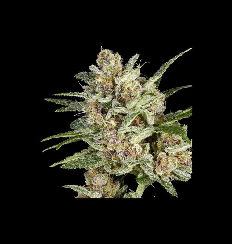 Super Mad Sky Floater cannabis seeds – Guaranteed female plants – Berry – 50% Indica/50% Sativa – image 1 from Seed City