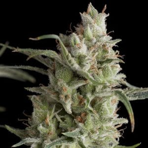 Super OG Kush by Pyramid Seeds – Super Strength – 12/12 Photoperiod – Narcotic – image 1 – Seed City
