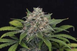 Super Pineapple Haze