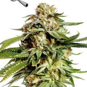 Image 1 of Super Scoop cannabis by Yieldmonger Seeds – Super Strength – 12/12 Photoperiod – Indoor-friendly – Seed City