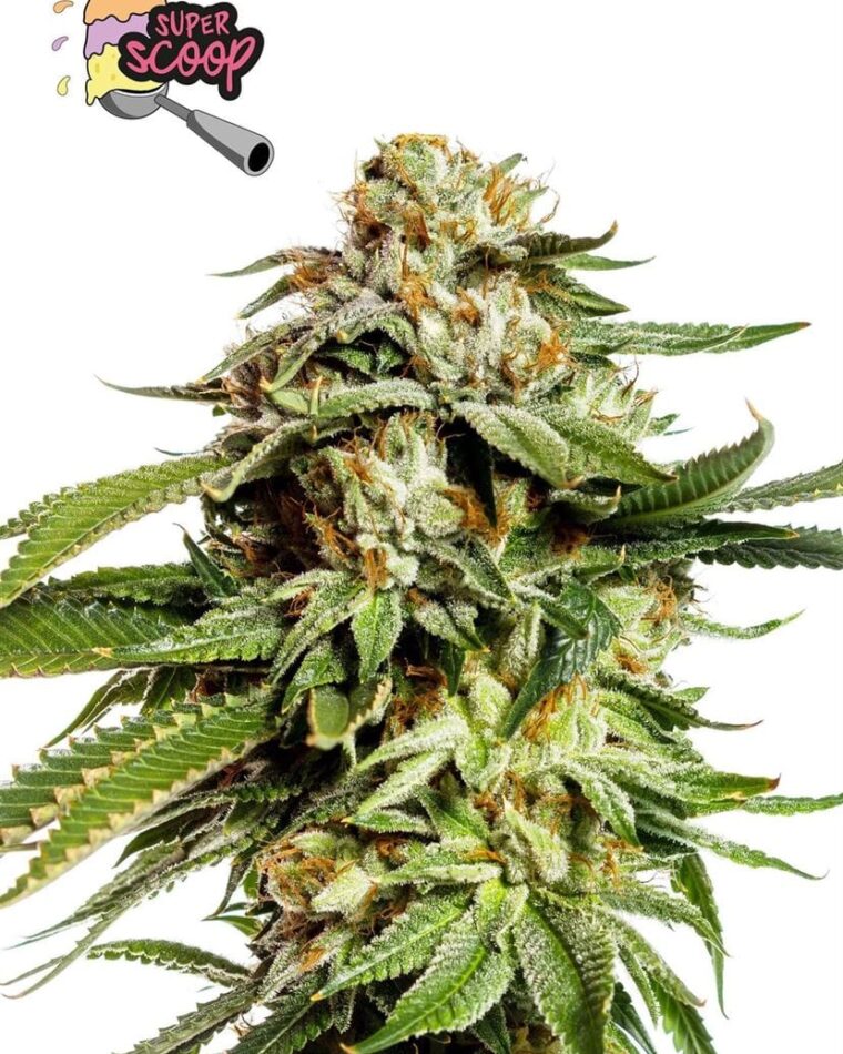Image 1 of Super Scoop cannabis by Yieldmonger Seeds – Super Strength – 12/12 Photoperiod – Indoor-friendly – Seed City