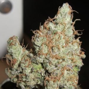 Super Silver Grapefruit