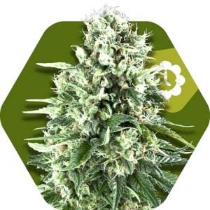 Super Silver Haze Auto