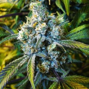Super Silver Haze