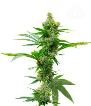 Super Silver Haze
