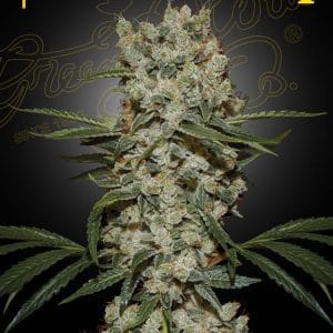 Super Silver Haze by Green House Seeds – High Yielding – Middle of October – Tall (140cm plus) – image 1 – Seed City