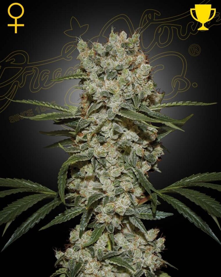 Super Silver Haze by Green House Seeds – High Yielding – Middle of October – Tall (140cm plus) – image 1 – Seed City
