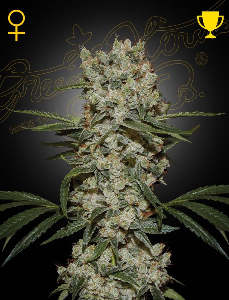 Super Silver Haze 大麻の種子 | Green House Seeds