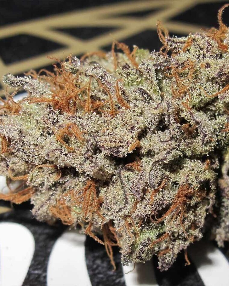 Super Silver Mandarin cannabis seeds – Outdoor cultivation – Citrus – 12/12 Photoperiod – image 1 from Seed City
