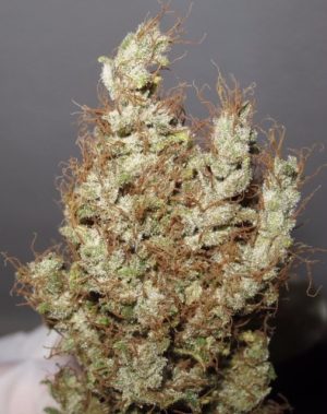Super Silver Martian Haze