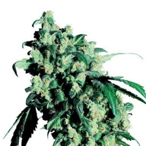 Super Skunk from Sensi Seeds
