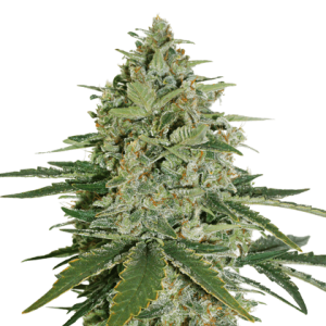 Super Skunk