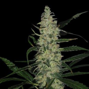 Super Skunk cannabis seeds – Resistant to Disease – General Pain – 12/12 Photoperiod – image 1 from Seed City