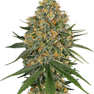 White Cheese by White Label Seeds – Feminized – 12/12 Photoperiod – Indoor-friendly – image 1 – Seed City