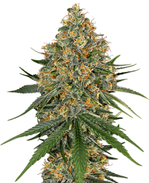 White Cheese