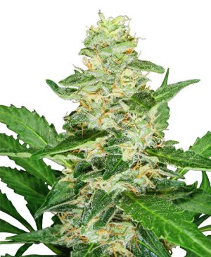 Super Skunk Automatic