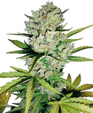 Super Skunk Automatic