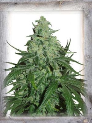 Super Skunk Auto