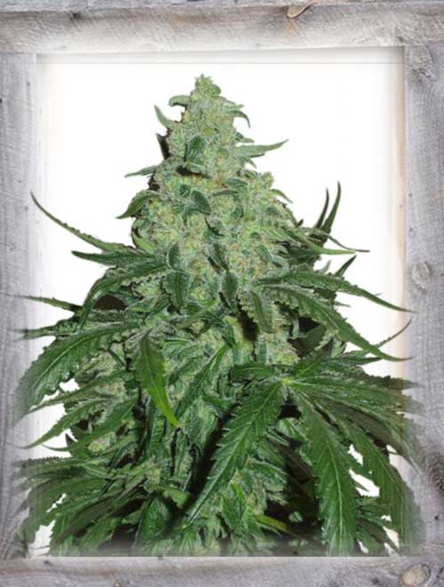 Super Skunk Auto from Garden of Green