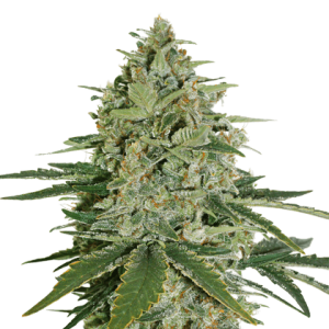 Super Skunk Auto