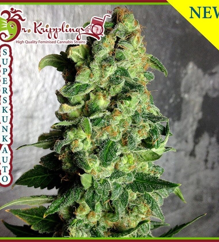 Super Skunk Auto from Dr Krippling Seeds