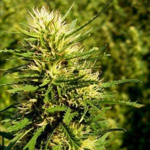 Super Skunk Auto